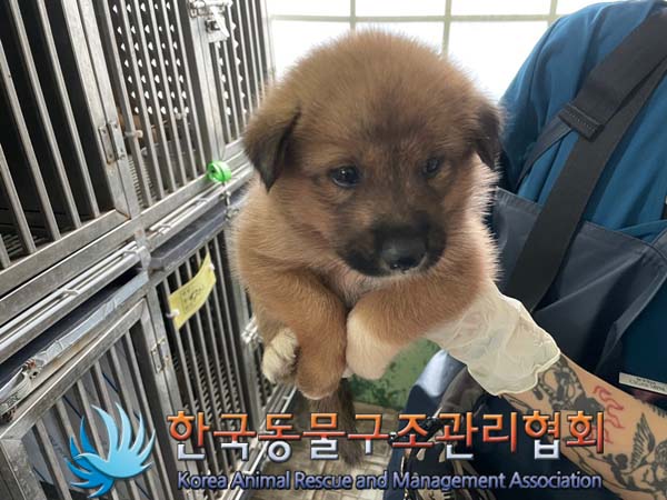 한국동물구조관리협회_441409202401360